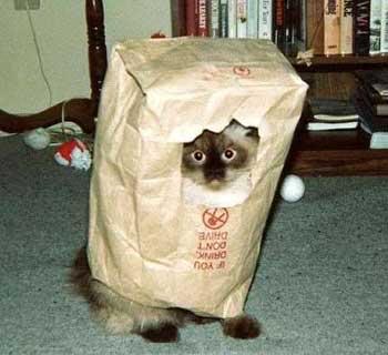 Name:  catbag.jpg
Views: 10
Size:  19.1 KB